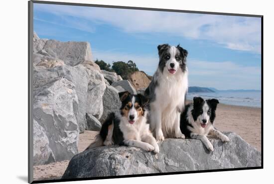 Three Border Collies on Boulder at Beach-Zandria Muench Beraldo-Mounted Photographic Print