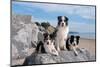 Three Border Collies on Boulder at Beach-Zandria Muench Beraldo-Mounted Photographic Print