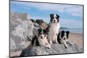 Three Border Collies on Boulder at Beach-Zandria Muench Beraldo-Mounted Photographic Print