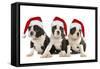 Three Boston Terrier Puppies in Studio Wearing-null-Framed Stretched Canvas