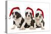 Three Boston Terrier Puppies in Studio Wearing-null-Stretched Canvas