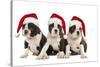 Three Boston Terrier Puppies in Studio Wearing-null-Stretched Canvas