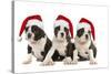 Three Boston Terrier Puppies in Studio Wearing-null-Stretched Canvas