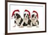 Three Boston Terrier Puppies in Studio Wearing-null-Framed Photographic Print