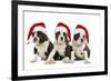 Three Boston Terrier Puppies in Studio Wearing-null-Framed Photographic Print