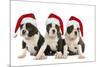 Three Boston Terrier Puppies in Studio Wearing-null-Mounted Photographic Print