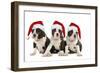 Three Boston Terrier Puppies in Studio Wearing-null-Framed Photographic Print