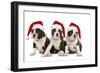 Three Boston Terrier Puppies in Studio Wearing-null-Framed Photographic Print