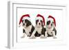 Three Boston Terrier Puppies in Studio Wearing-null-Framed Photographic Print