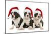 Three Boston Terrier Puppies in Studio Wearing-null-Mounted Photographic Print