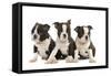 Three Boston Terrier Puppies in Studio-null-Framed Stretched Canvas