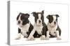 Three Boston Terrier Puppies in Studio-null-Stretched Canvas