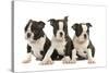 Three Boston Terrier Puppies in Studio-null-Stretched Canvas