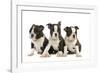 Three Boston Terrier Puppies in Studio-null-Framed Photographic Print