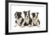 Three Boston Terrier Puppies in Studio-null-Framed Photographic Print