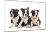 Three Boston Terrier Puppies in Studio-null-Mounted Photographic Print