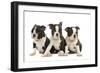 Three Boston Terrier Puppies in Studio-null-Framed Photographic Print