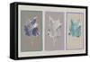 Three Botanicals I-null-Framed Stretched Canvas