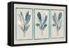 Three Botanicals II-null-Framed Stretched Canvas