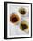 Three Bowls of Different Types of Tea-Véronique Leplat-Framed Photographic Print