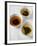 Three Bowls of Different Types of Tea-Véronique Leplat-Framed Photographic Print