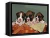 Three Boxer Puppies, USA-Lynn M. Stone-Framed Stretched Canvas