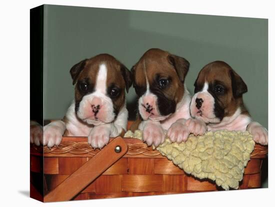Three Boxer Puppies, USA-Lynn M. Stone-Stretched Canvas