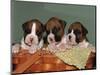 Three Boxer Puppies, USA-Lynn M. Stone-Mounted Premium Photographic Print