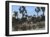 Three Brachiosaurus Dinosaurs Grazing on Vegetation-null-Framed Art Print