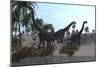 Three Brachiosaurus Dinosaurs Grazing-null-Mounted Art Print