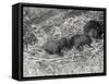 Three Brown and Black Bear Cubs Aged 5 or 6 Weeks at London Zoo, February 1920-Frederick William Bond-Framed Stretched Canvas