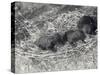 Three Brown and Black Bear Cubs Aged 5 or 6 Weeks at London Zoo, February 1920-Frederick William Bond-Stretched Canvas