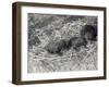 Three Brown and Black Bear Cubs Aged 5 or 6 Weeks at London Zoo, February 1920-Frederick William Bond-Framed Photographic Print