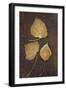 Three Brown Autumn or Winter Leaves of Ivy or Hedera Helix Lying on Rusty Metal Sheet-Den Reader-Framed Photographic Print