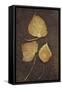 Three Brown Autumn or Winter Leaves of Ivy or Hedera Helix Lying on Rusty Metal Sheet-Den Reader-Framed Stretched Canvas