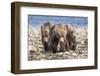 Three brown bear cubs, Alaska-OAG Q Wolfe-Framed Photographic Print