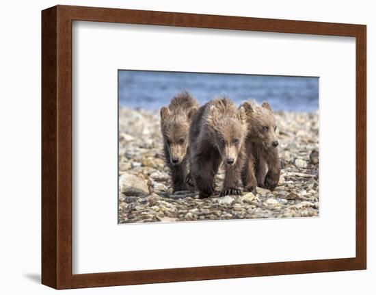 Three brown bear cubs, Alaska-OAG Q Wolfe-Framed Photographic Print