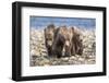 Three brown bear cubs, Alaska-OAG Q Wolfe-Framed Photographic Print