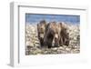 Three brown bear cubs, Alaska-OAG Q Wolfe-Framed Photographic Print