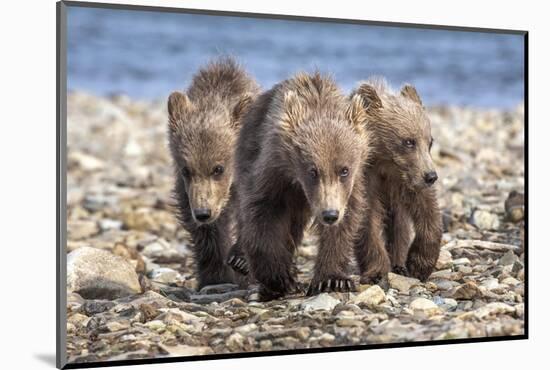 Three brown bear cubs, Alaska-OAG Q Wolfe-Mounted Photographic Print