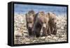 Three brown bear cubs, Alaska-OAG Q Wolfe-Framed Stretched Canvas