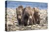 Three brown bear cubs, Alaska-OAG Q Wolfe-Stretched Canvas