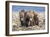 Three brown bear cubs, Alaska-OAG Q Wolfe-Framed Photographic Print