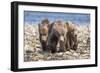 Three brown bear cubs, Alaska-OAG Q Wolfe-Framed Photographic Print