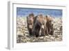 Three brown bear cubs, Alaska-OAG Q Wolfe-Framed Photographic Print