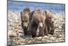 Three brown bear cubs, Alaska-OAG Q Wolfe-Mounted Photographic Print