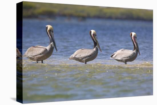 Three Brown Pelicans-DLILLC-Stretched Canvas