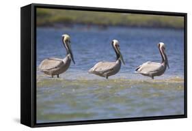 Three Brown Pelicans-DLILLC-Framed Stretched Canvas