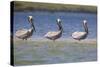 Three Brown Pelicans-DLILLC-Stretched Canvas