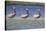 Three Brown Pelicans-DLILLC-Stretched Canvas